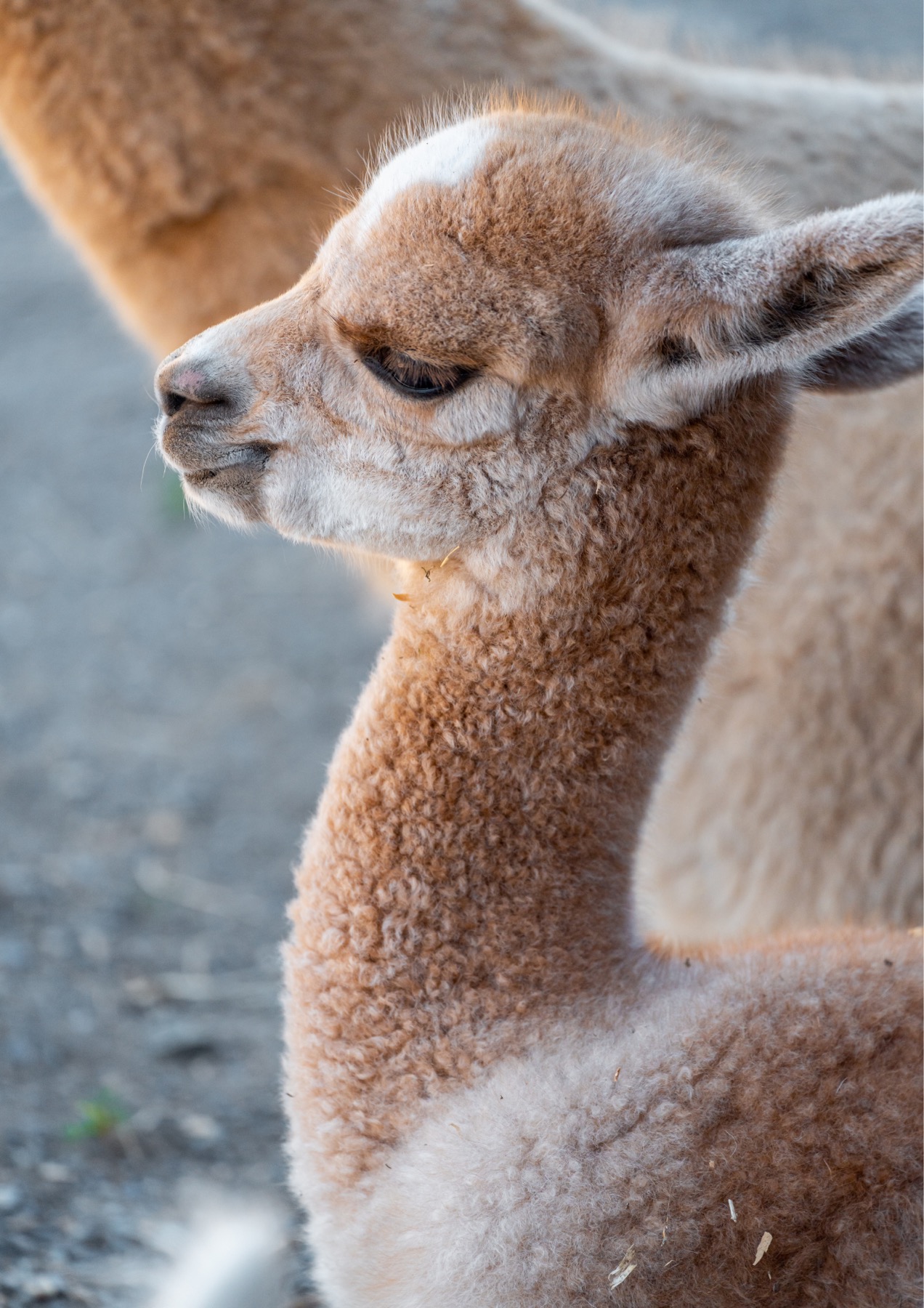 Wełna alpaki czy wełna baby alpaca?